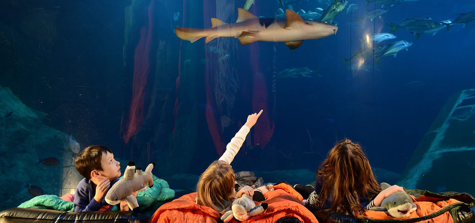 Plymouth-Attraction-National-Marine-Aquarium-UK.jpg
